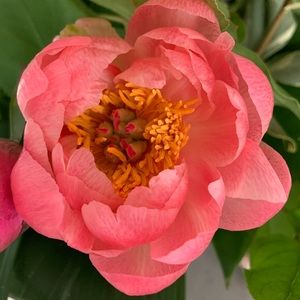 Meet your Posher, Britt